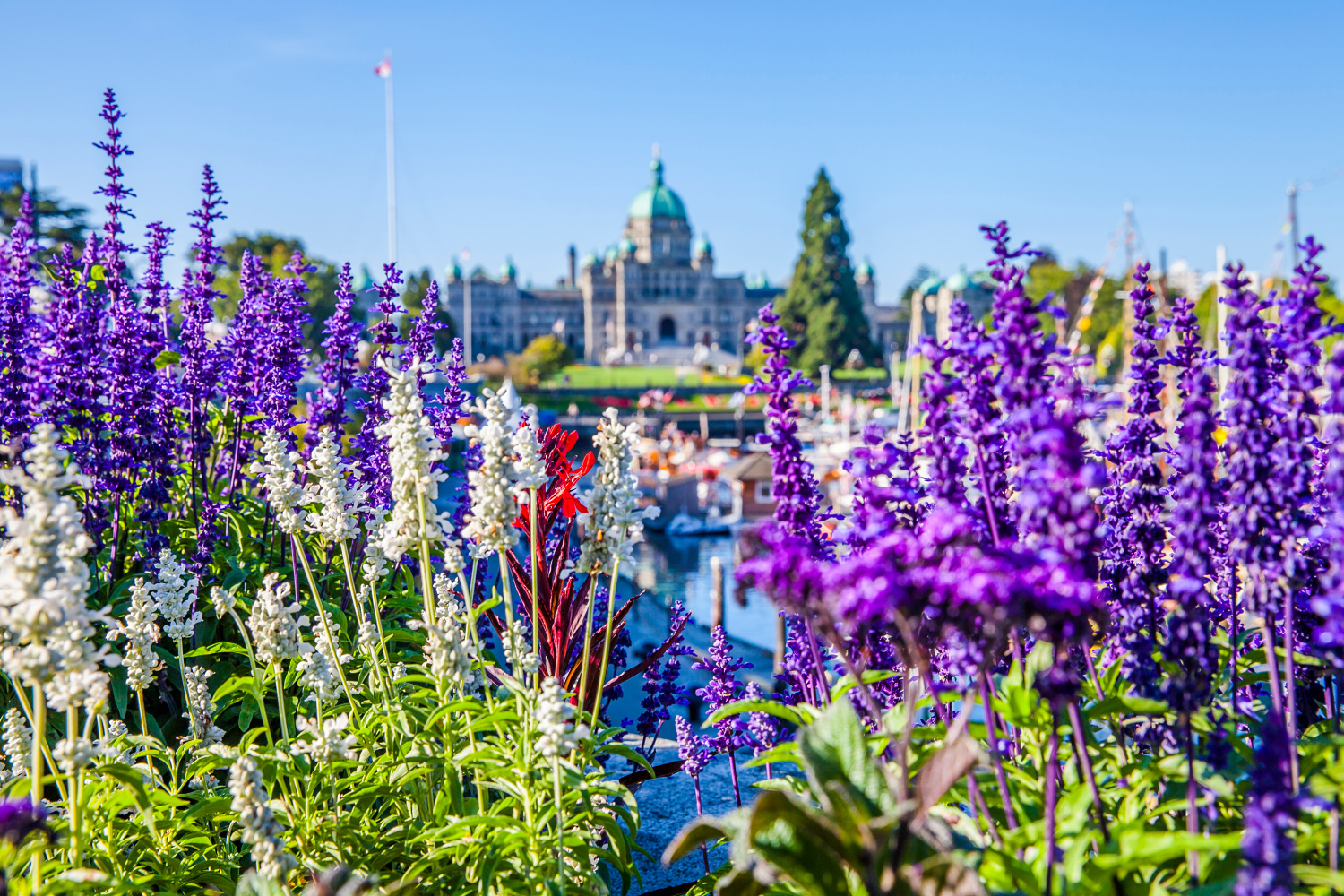 victoria bc inner harbour